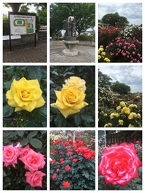 バラ-1.jpg