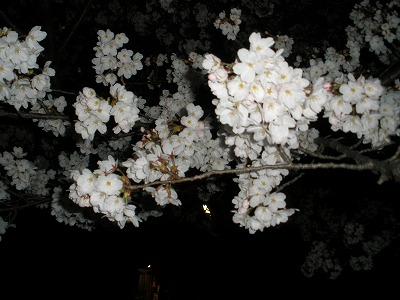 20120410_01.jpg