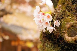 20120419_02.jpg